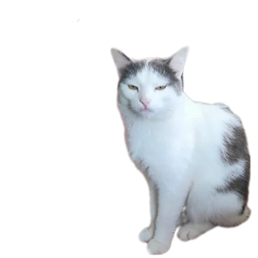 😒 Стикер «Иринарх» для Telegram