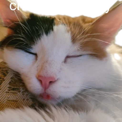 😴 Стикер «Иринарх» для Telegram
