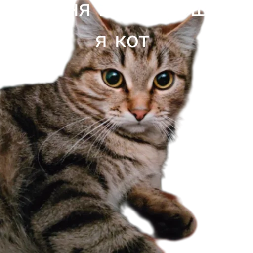 👍 Стикер «Иринарх» для Telegram