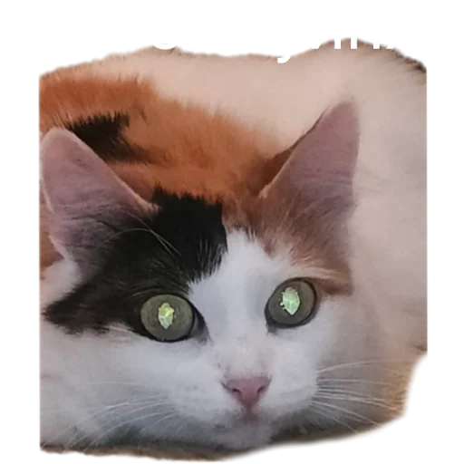 🤨 Стикер «Иринарх» для Telegram