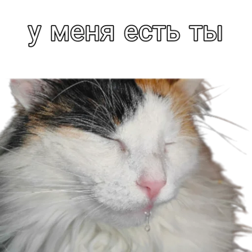 😽 Стикер «Иринарх» для Telegram