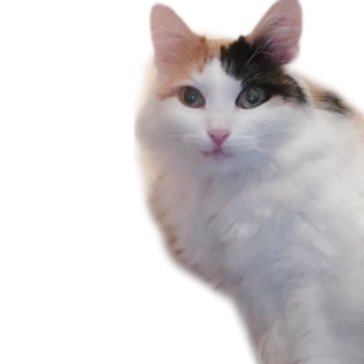 🤨 Стикер «Иринарх» для Telegram