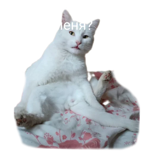 😒 Стикер «Иринарх» для Telegram