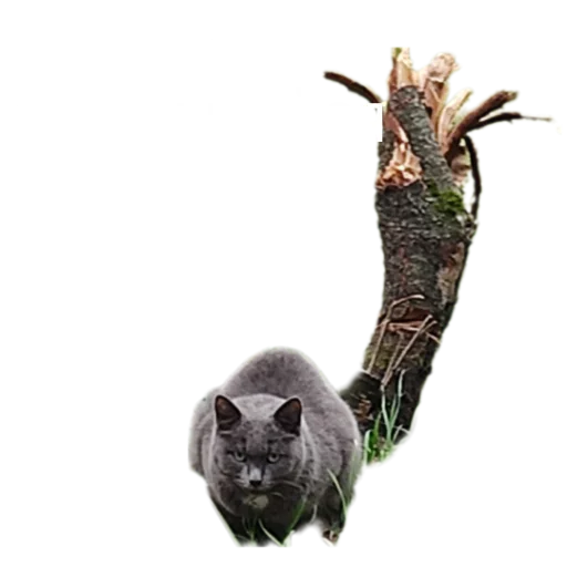 😈 Стикер «Иринарх» для Telegram