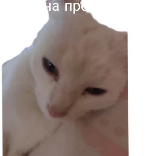 😴 Стикер «Иринарх» для Telegram