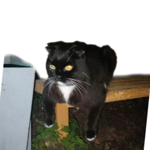 😎 Стикер «Иринарх» для Telegram