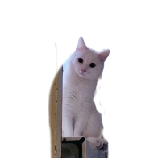 😇 Стикер «Иринарх» для Telegram