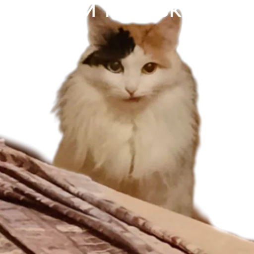 😕 Стикер «Иринарх» для Telegram