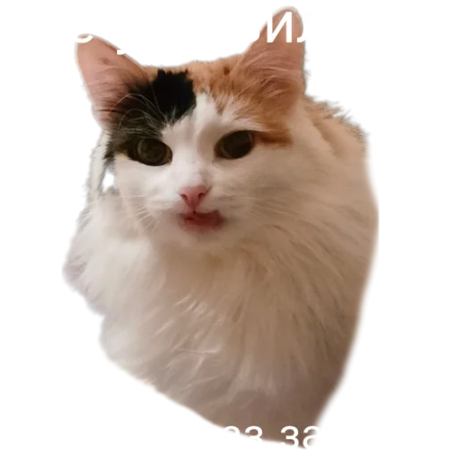 😐 Стикер «Иринарх» для Telegram
