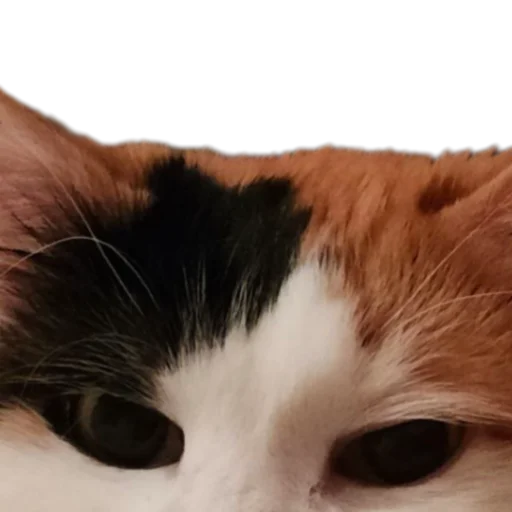 🥸 Стикер «Иринарх» для Telegram