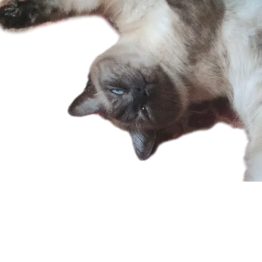 👌 Стикер «Иринарх» для Telegram