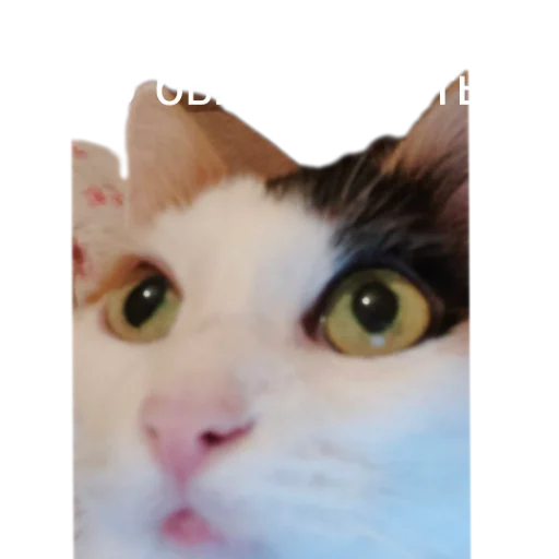 🧐 Стикер «Иринарх» для Telegram