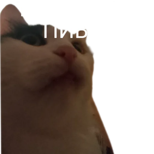 🤔 Стикер «Иринарх» для Telegram