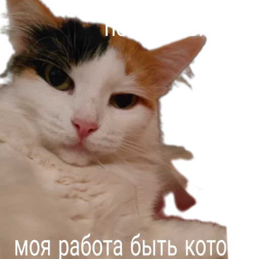🤓 Стикер «Иринарх» для Telegram