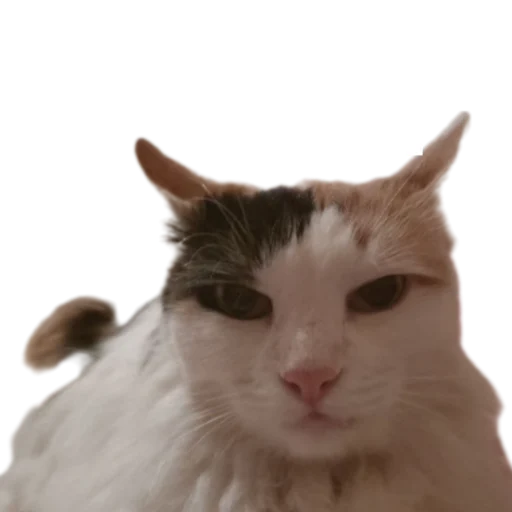 😾 Стикер «Иринарх» для Telegram