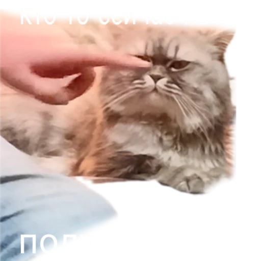😾 Стикер «Иринарх» для Telegram