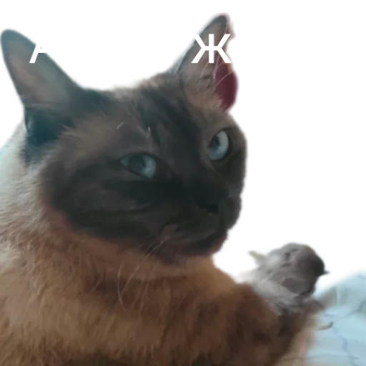🙃 Стикер «Иринарх» для Telegram