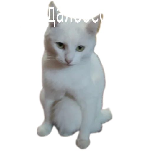 😒 Стикер «Иринарх» для Telegram