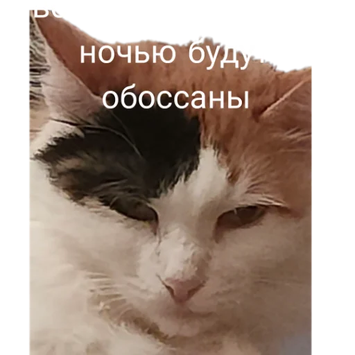 😏 Стикер «Иринарх» для Telegram