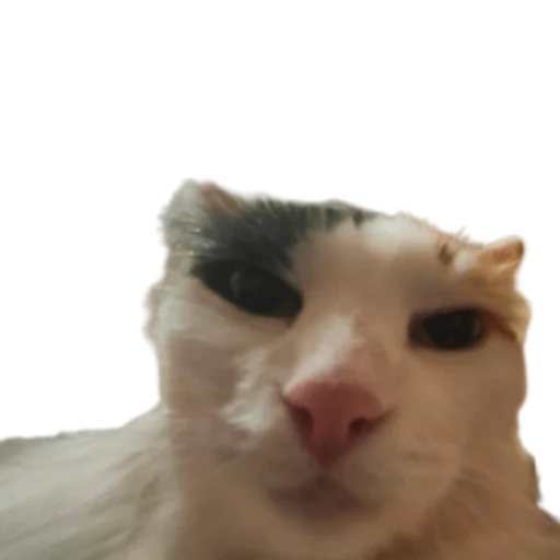 😤 Стикер «Иринарх» для Telegram