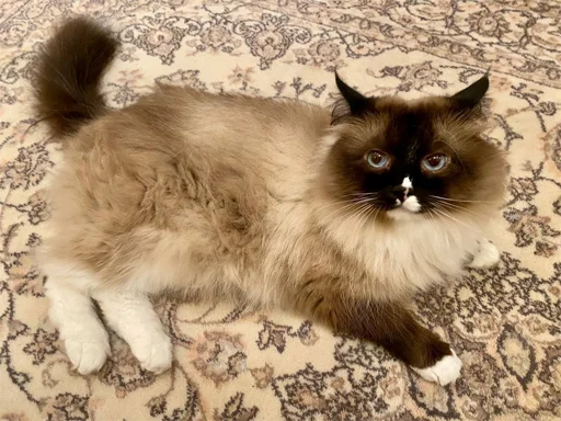 🐈 Стикер «irondimon» для Telegram