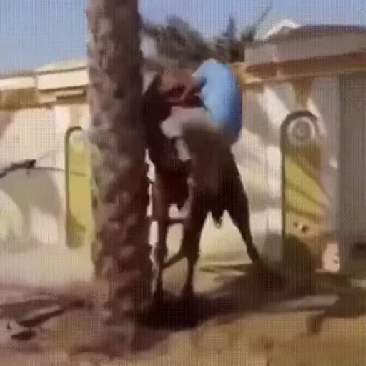 🐫 Стикер «OKAY» для Telegram