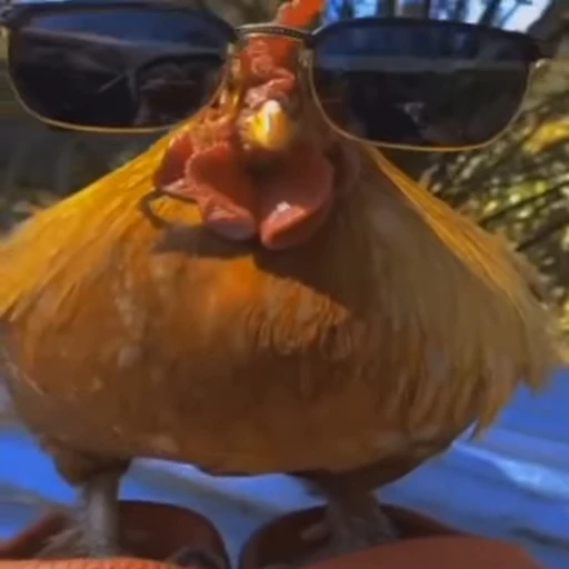 🐓 Стикер «OKAY» для Telegram
