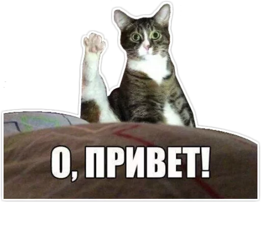 👻 Стикер «isarooted» для Telegram