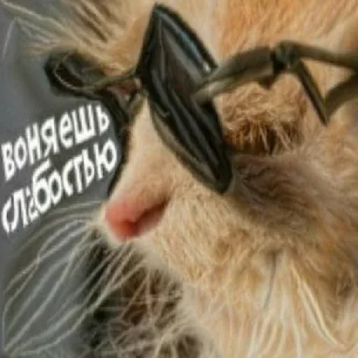 🐱 Стикер «Искажения» для Telegram