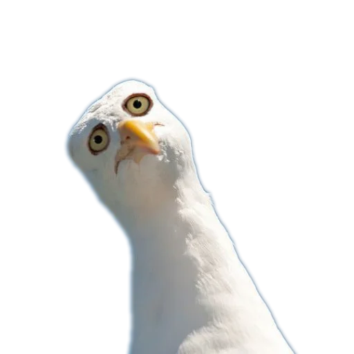 🐦 Стикер «Козодой» для Telegram