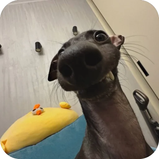 😁 Стикер «итальянская борзая» для Telegram