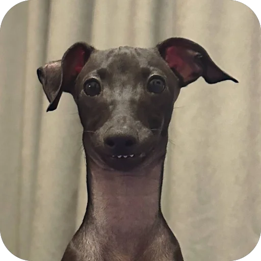🥰 Стикер «итальянская борзая» для Telegram