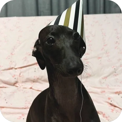 🤩 Стикер «итальянская борзая» для Telegram