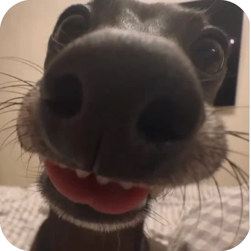 😋 Стикер «итальянская борзая» для Telegram