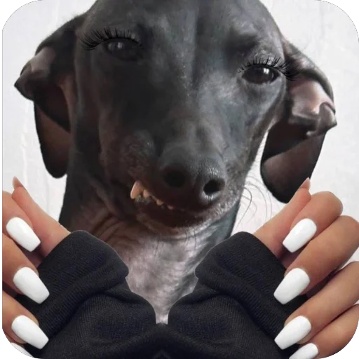 💅 Стикер «итальянская борзая» для Telegram