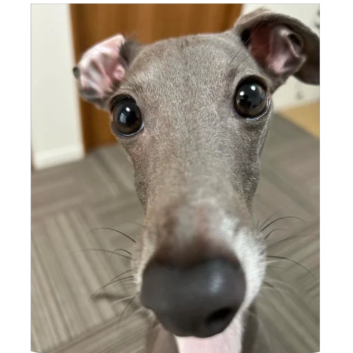 🥺 Стикер «итальянская борзая» для Telegram