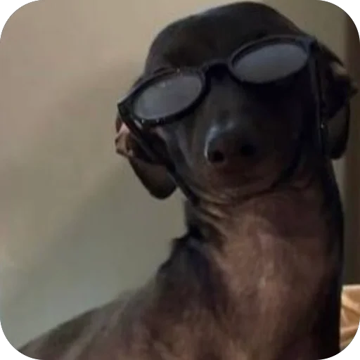 😎 Стикер «итальянская борзая» для Telegram