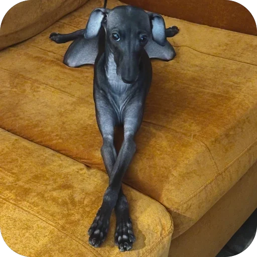 🐶 Стикер «итальянская борзая» для Telegram