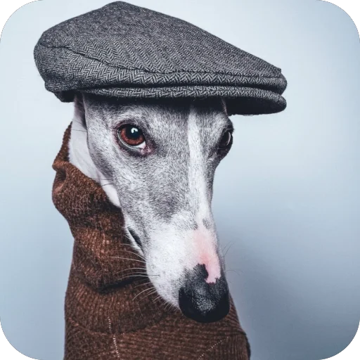 🐶 Стикер «итальянская борзая» для Telegram