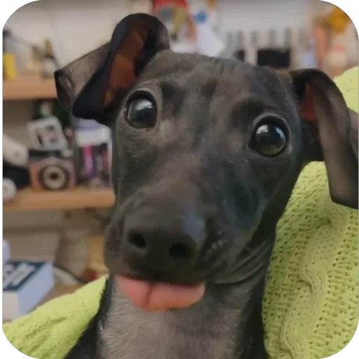 🐶 Стикер «итальянская борзая» для Telegram