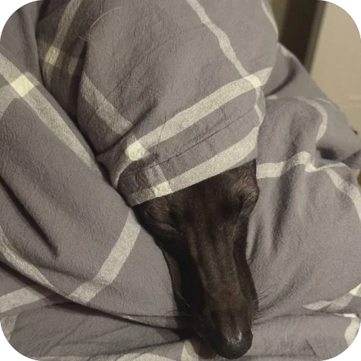 🛏️ Стикер «итальянская борзая» для Telegram