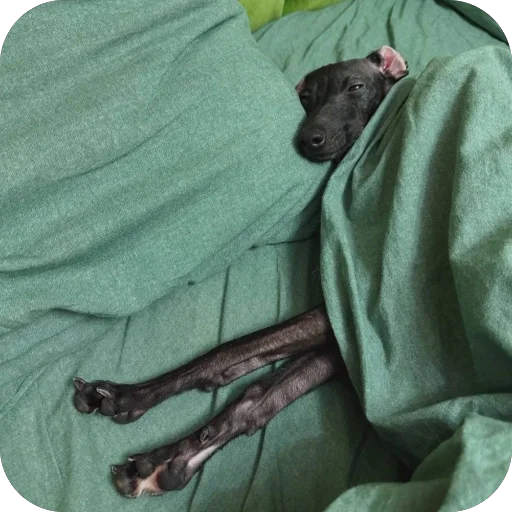 😴 Стикер «итальянская борзая» для Telegram