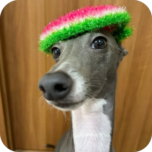😏 Стикер «итальянская борзая» для Telegram