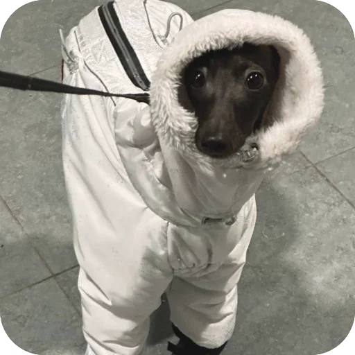 😎 Стикер «итальянская борзая» для Telegram