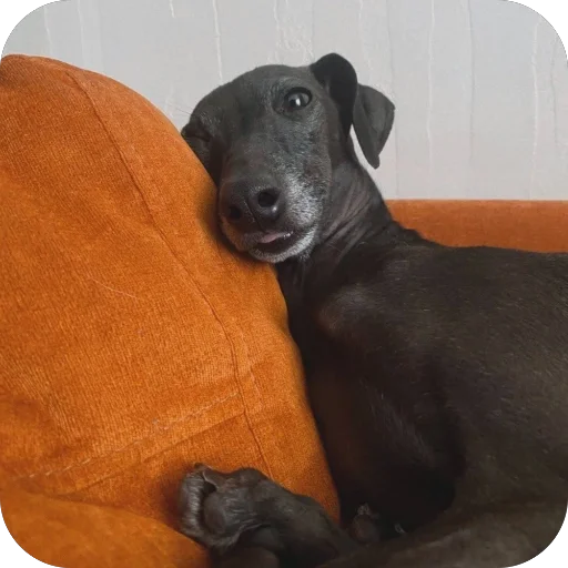 🐶 Стикер «итальянская борзая» для Telegram