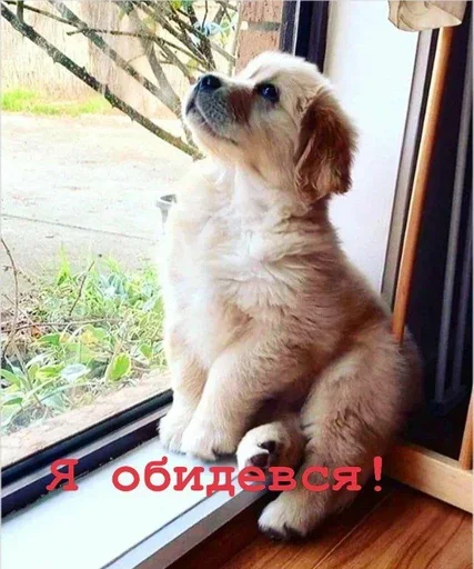 😤 Стикер «Golden retriever forever!» для Telegram