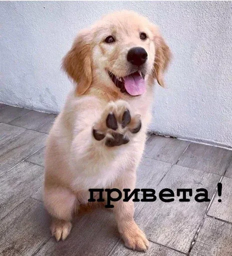 Стикерпак Golden retriever forever! для Telegram