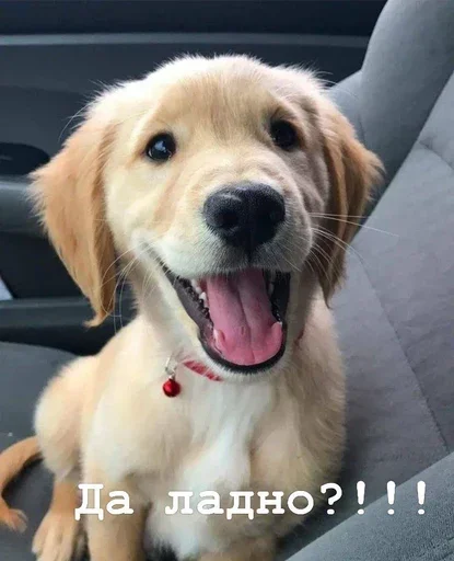 😆 Стикер «Golden retriever forever!» для Telegram