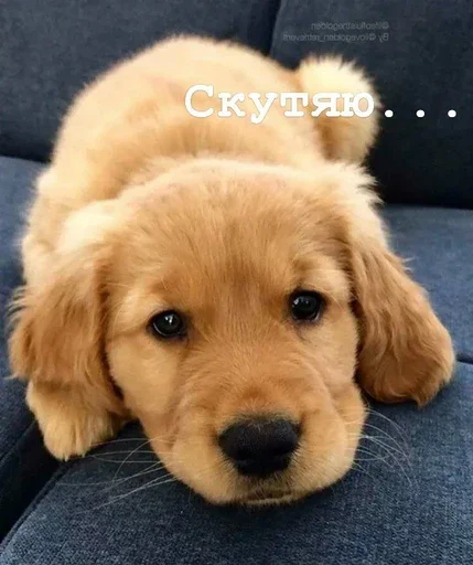 🥺 Стикер «Golden retriever forever!» для Telegram