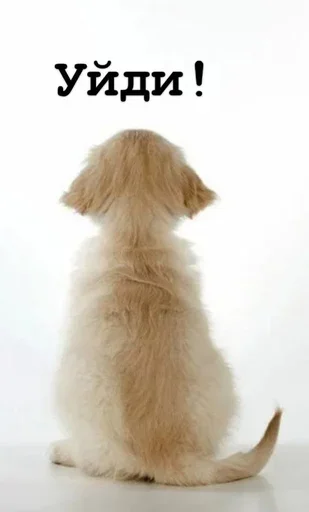 😡 Стикер «Golden retriever forever!» для Telegram